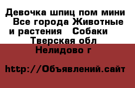 Девочка шпиц пом мини - Все города Животные и растения » Собаки   . Тверская обл.,Нелидово г.